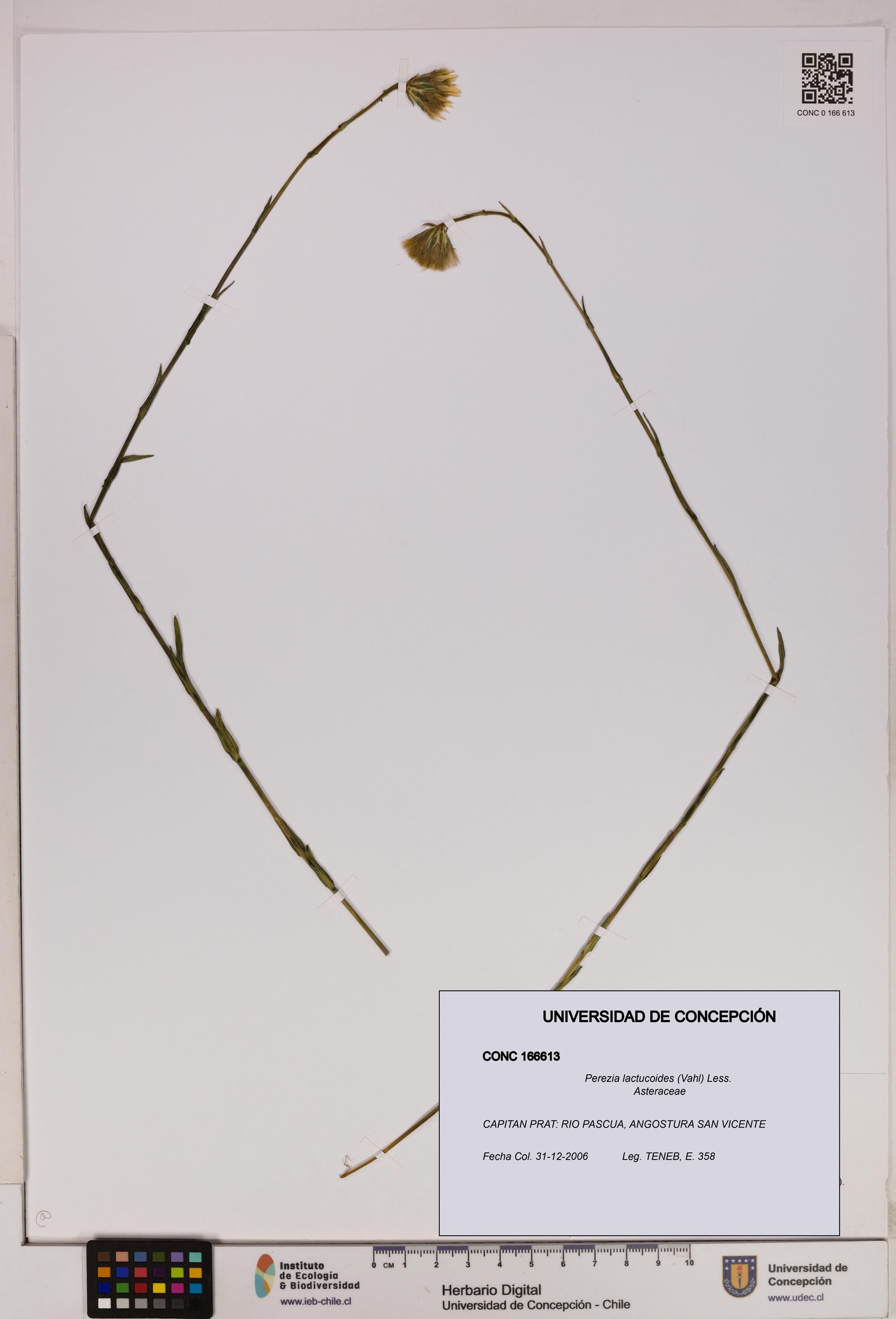Perezia lactucoides [Espécimen: UDEC:CONC:0166613]