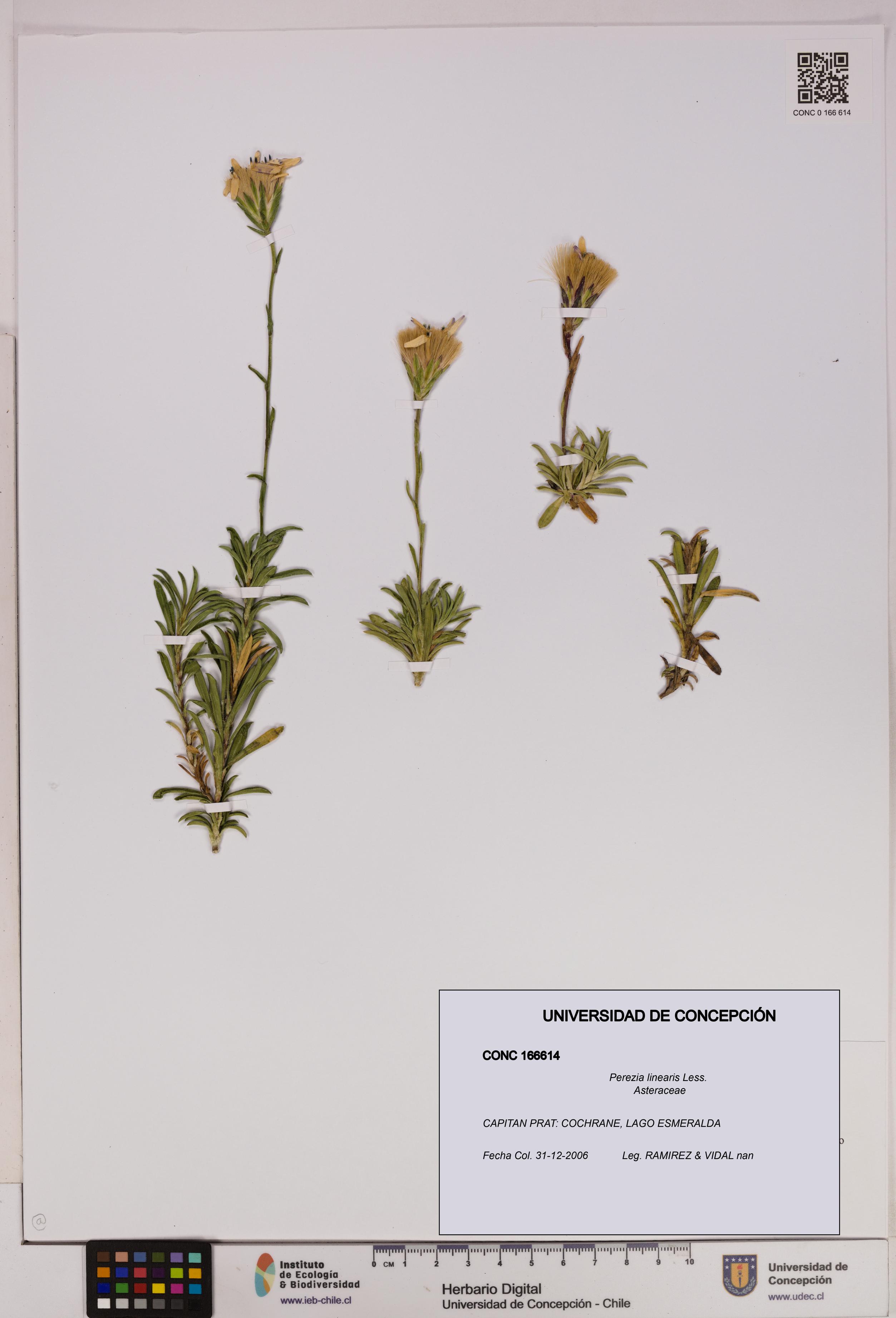 Perezia linearis [Espécimen: UDEC:CONC:0166614]