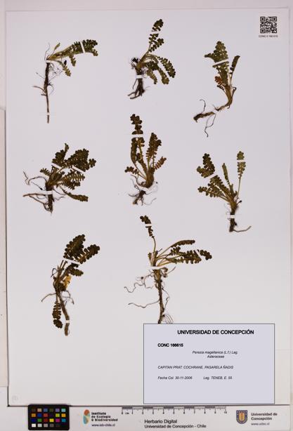 Perezia magellanica [Espécimen: UDEC:CONC:0166615]