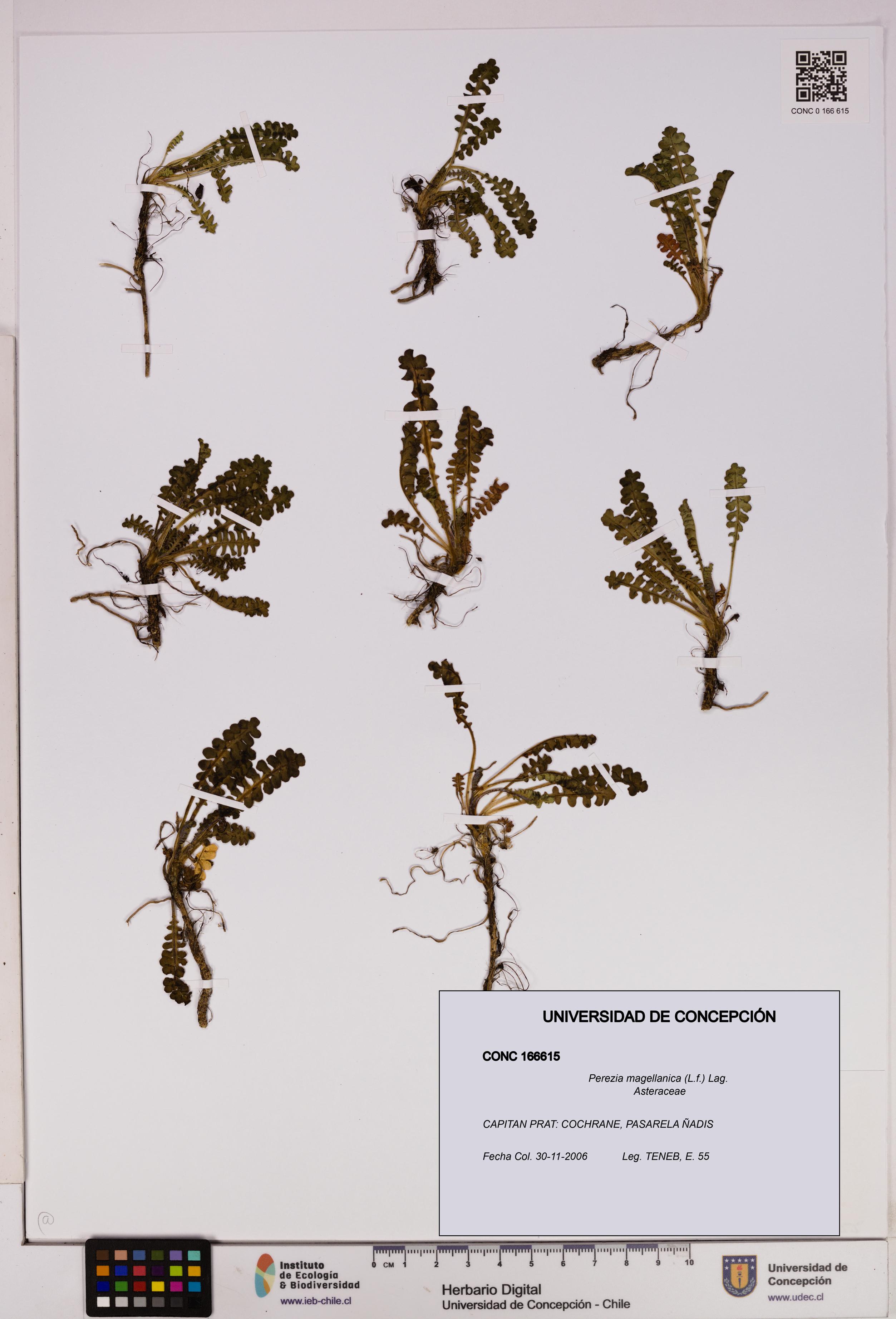 Perezia magellanica [Espécimen: UDEC:CONC:0166615]