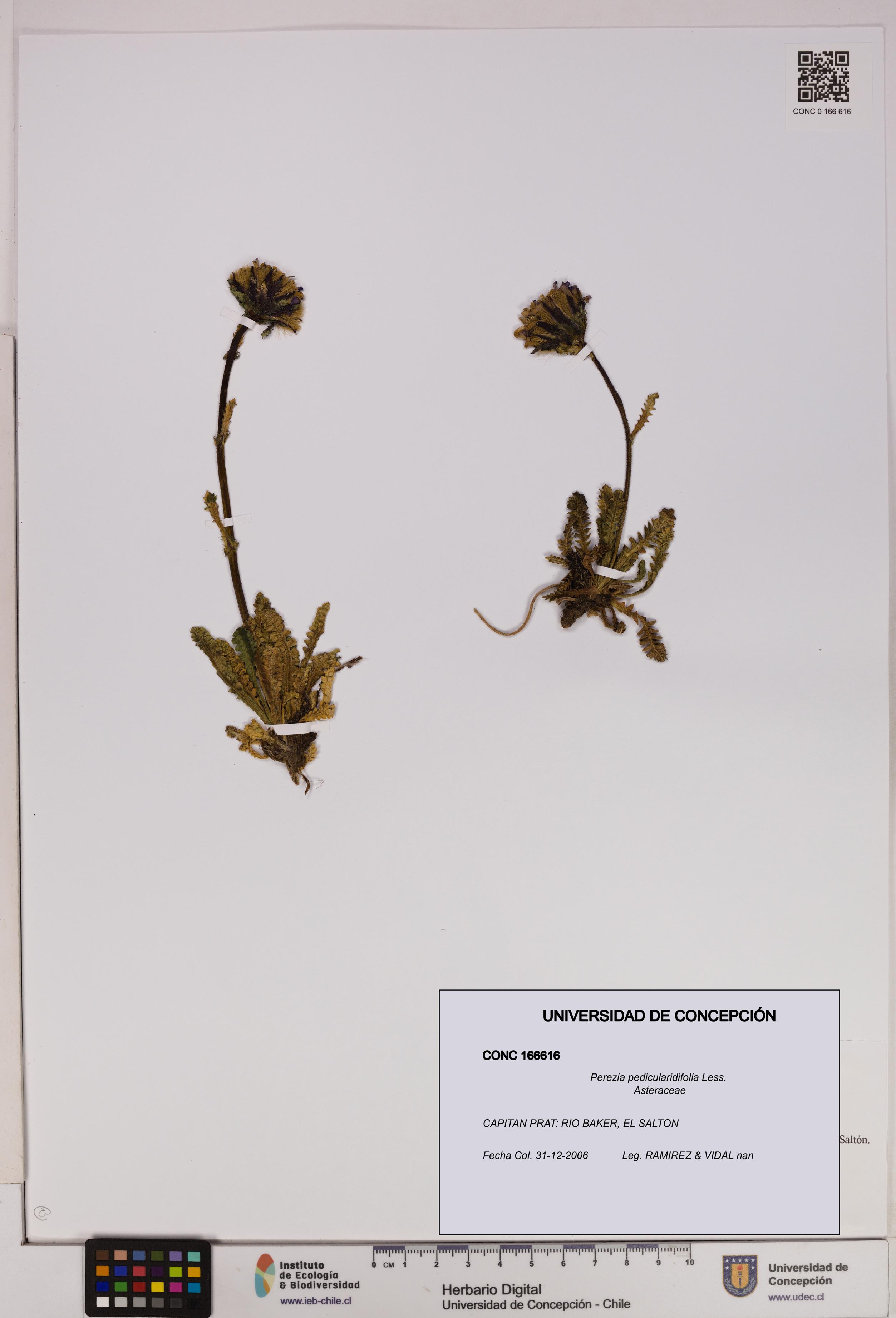 Perezia pedicularidifolia [Espécimen: UDEC:CONC:0166616]