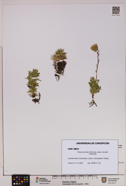 Perezia recurvata subsp. recurvata [Espécimen: UDEC:CONC:0166618]