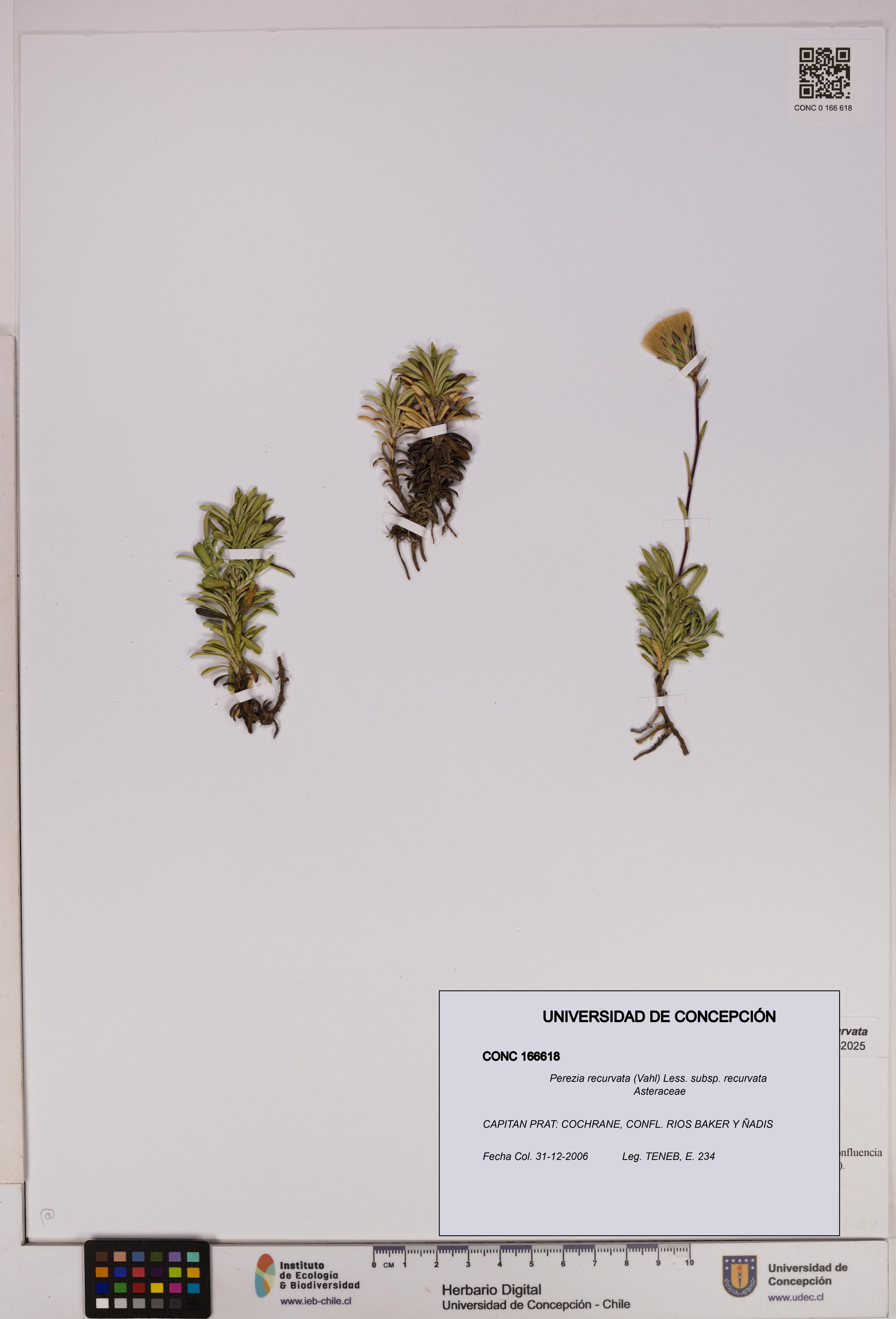 Perezia recurvata subsp. recurvata [Espécimen: UDEC:CONC:0166618]