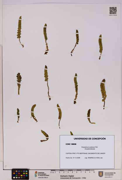 Polystichum andinum [Espécimen: UDEC:CONC:0166638]