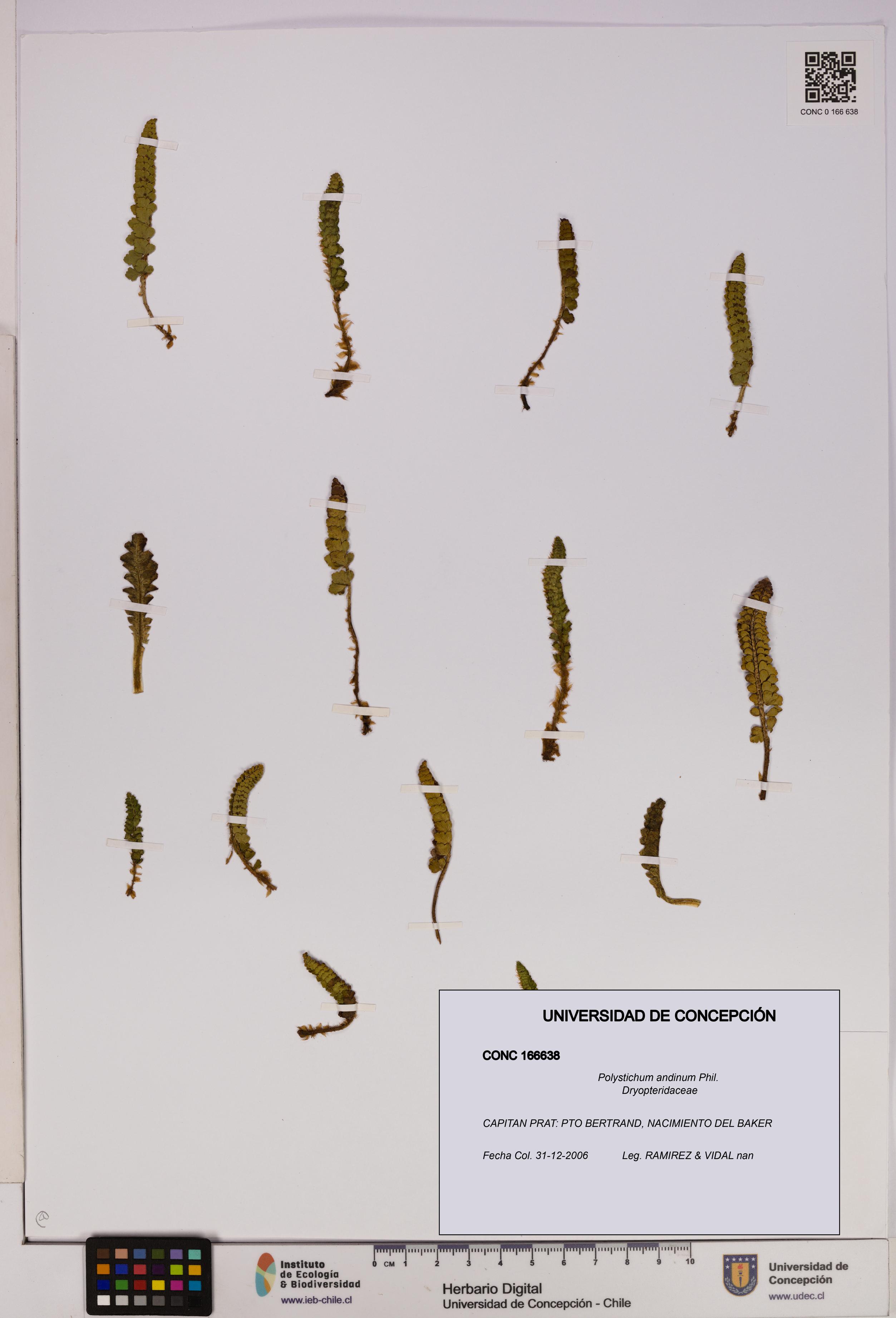 Polystichum andinum [Espécimen: UDEC:CONC:0166638]