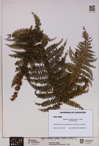 Polystichum multifidum [Espécimen: UDEC:CONC:0166639]