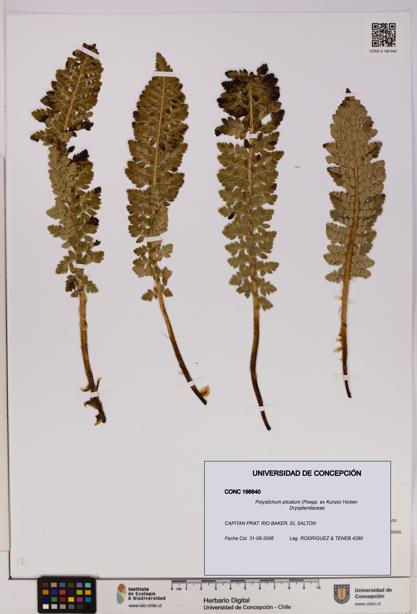 Polystichum plicatum [Espécimen: UDEC:CONC:0166640]
