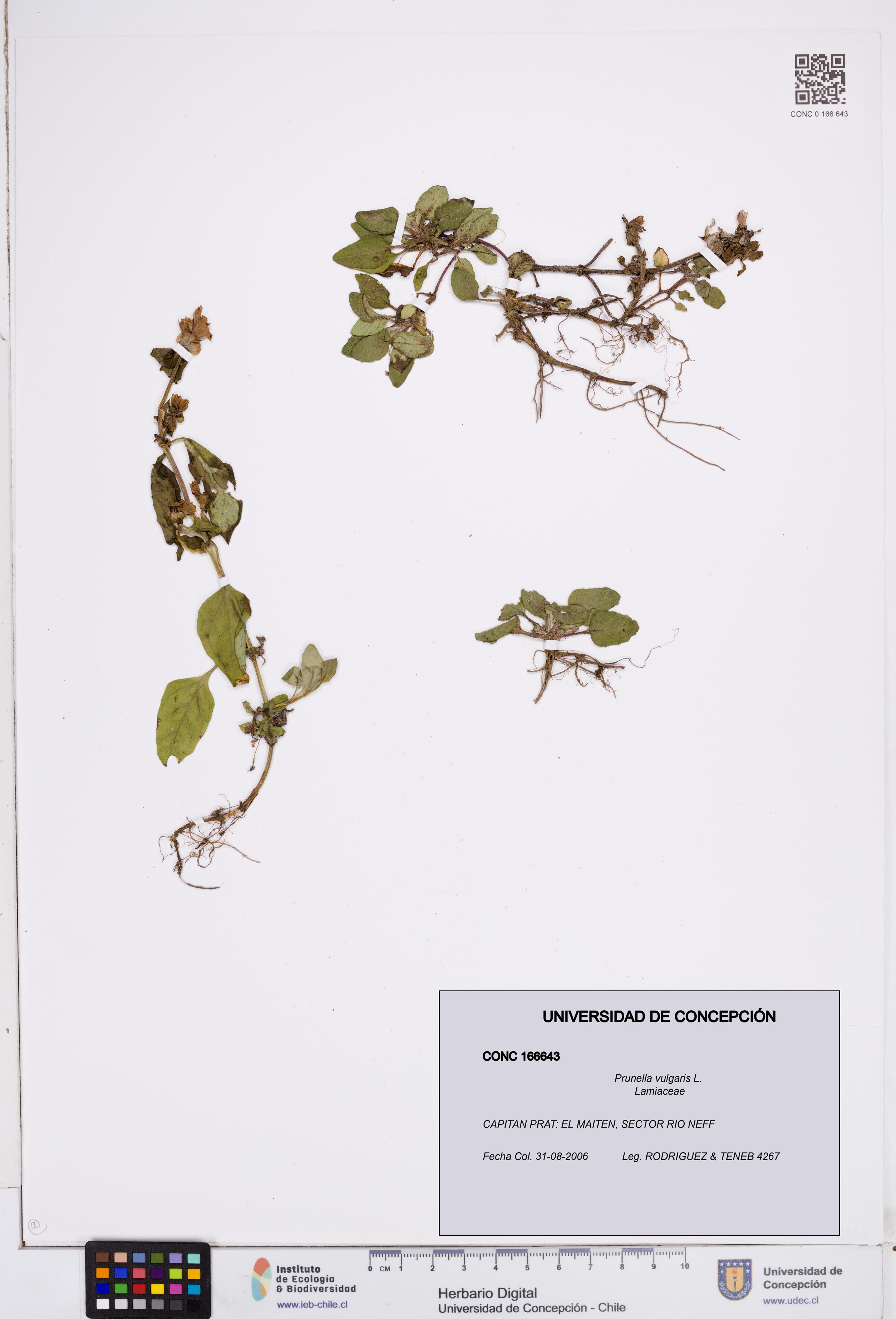 Prunella vulgaris [Espécimen: ]