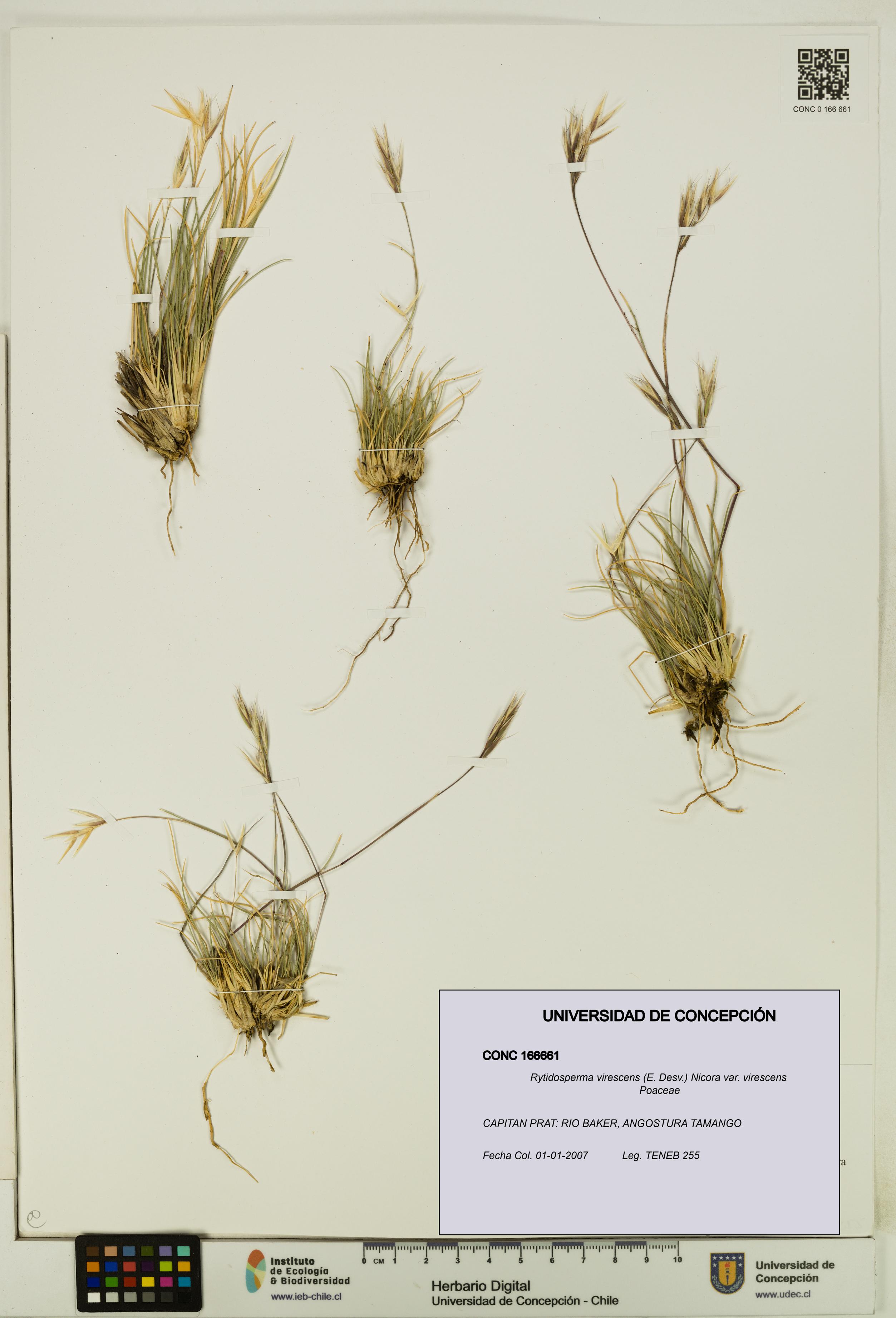 Rytidosperma virescens var. virescens [Espécimen: UDEC:CONC:0166661]
