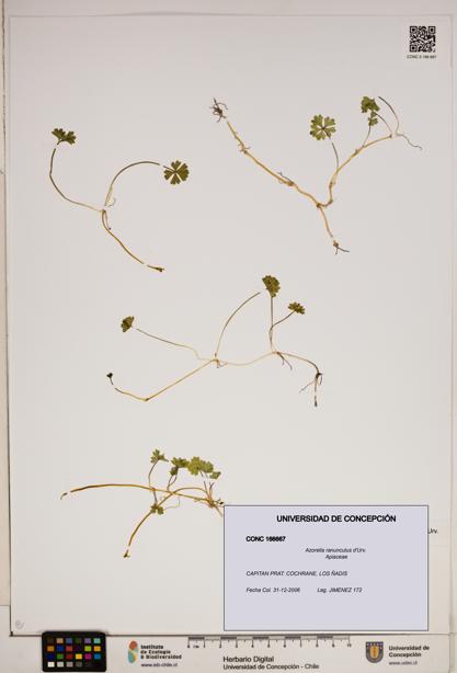 Azorella ranunculus [Espécimen: ]