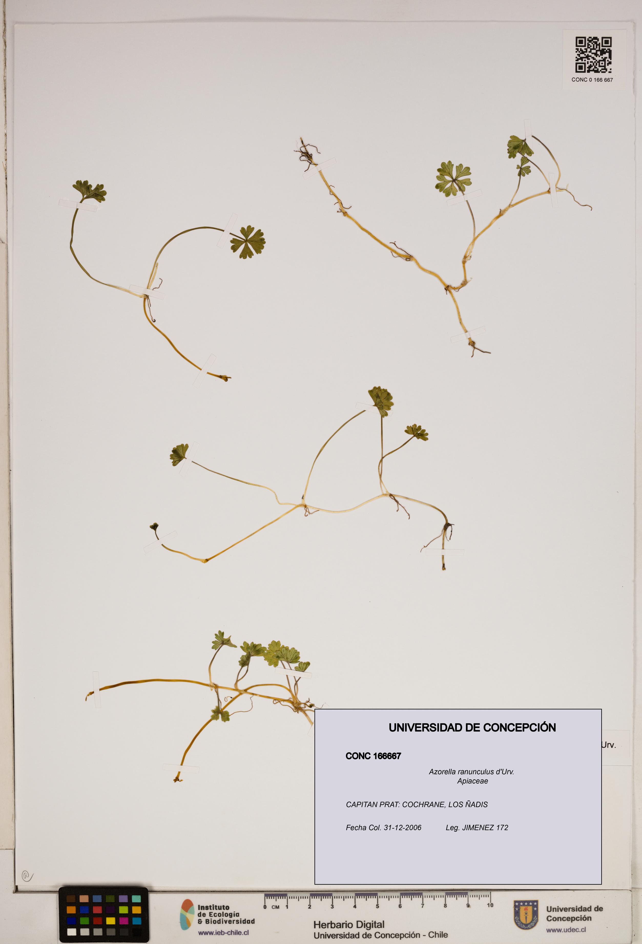 Azorella ranunculus [Espécimen: ]