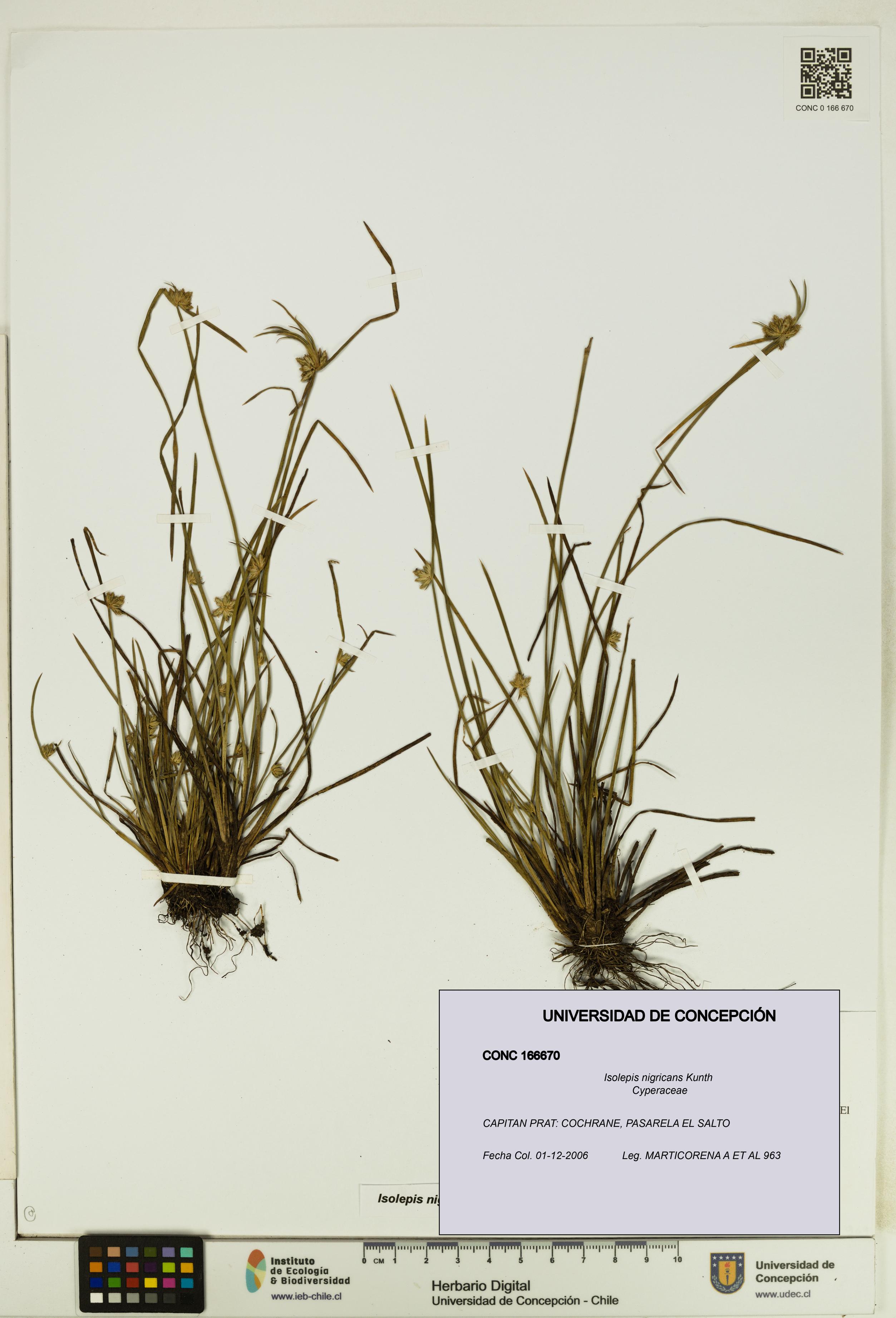 Isolepis nigricans [Espécimen: UDEC:CONC:0166670]