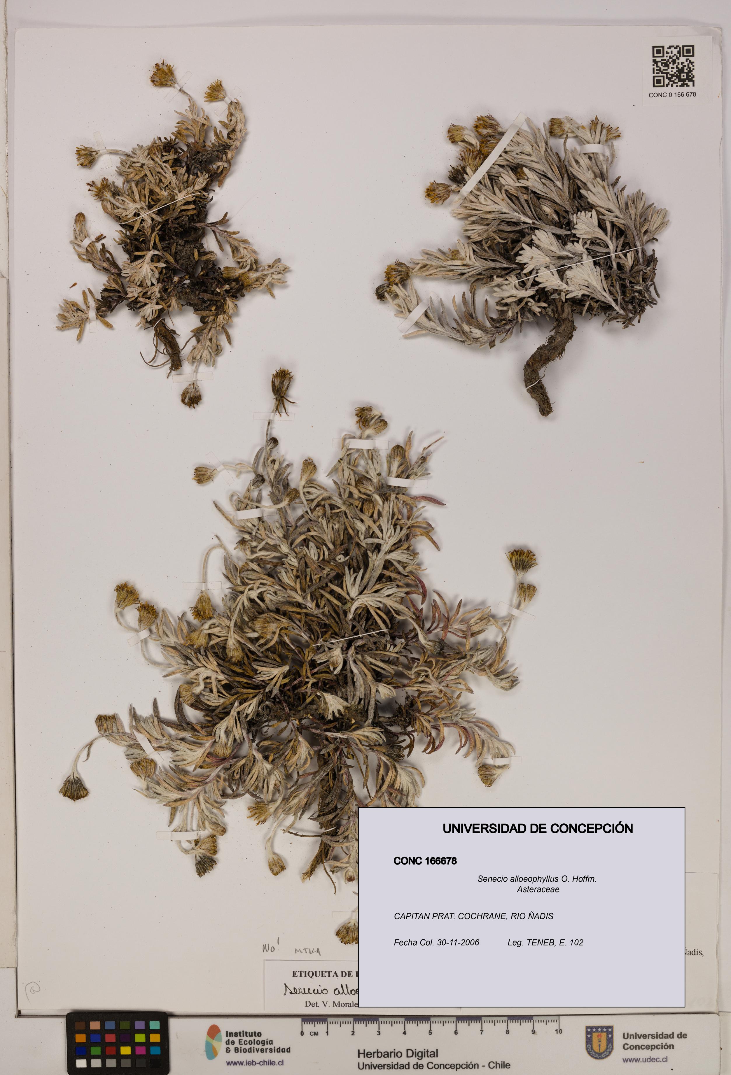 Senecio alloeophyllus [Espécimen: UDEC:CONC:0166678]