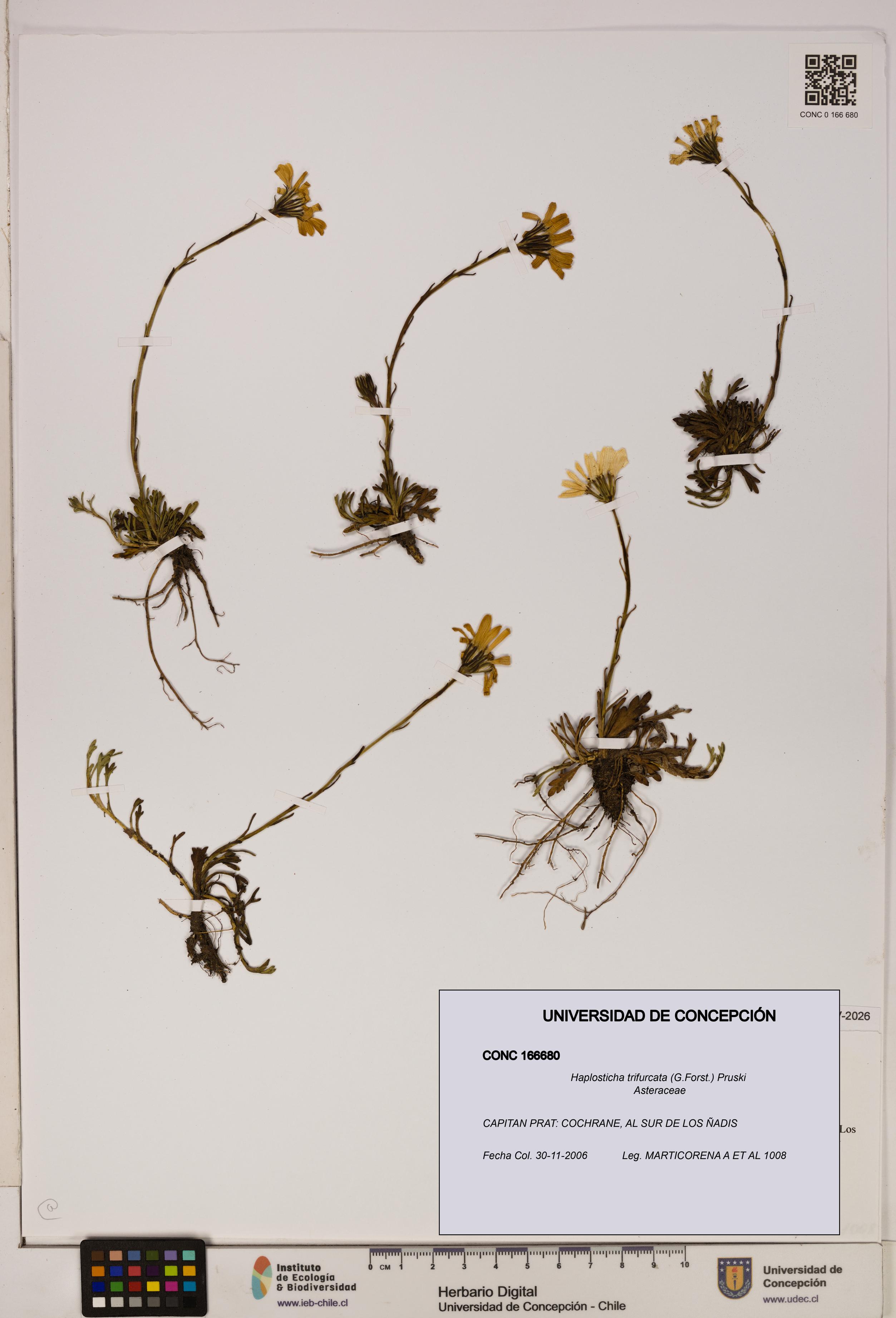 Haplosticha trifurcata [Espécimen: UDEC:CONC:0166680]