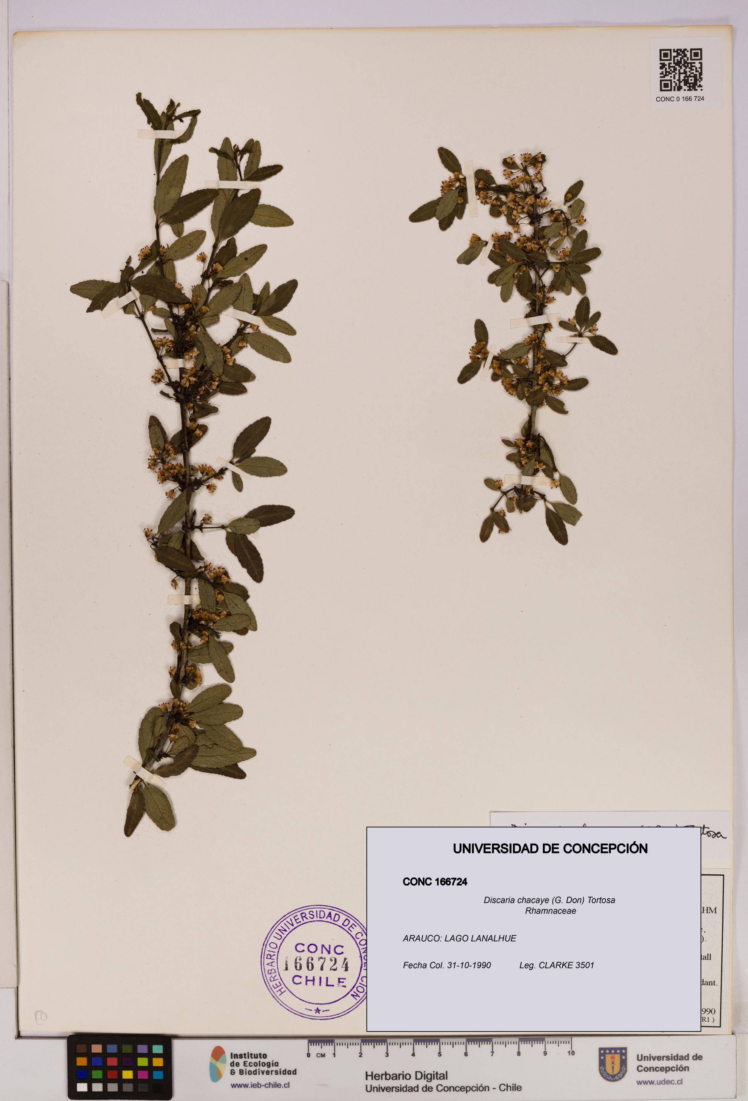 Discaria chacaye [Espécimen: UDEC:CONC:0166724]