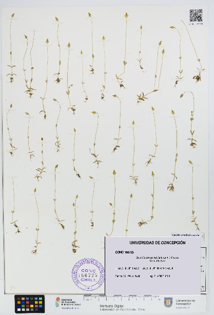 Cicendia quadrangularis [Espécimen: UDEC:CONC:0166725]