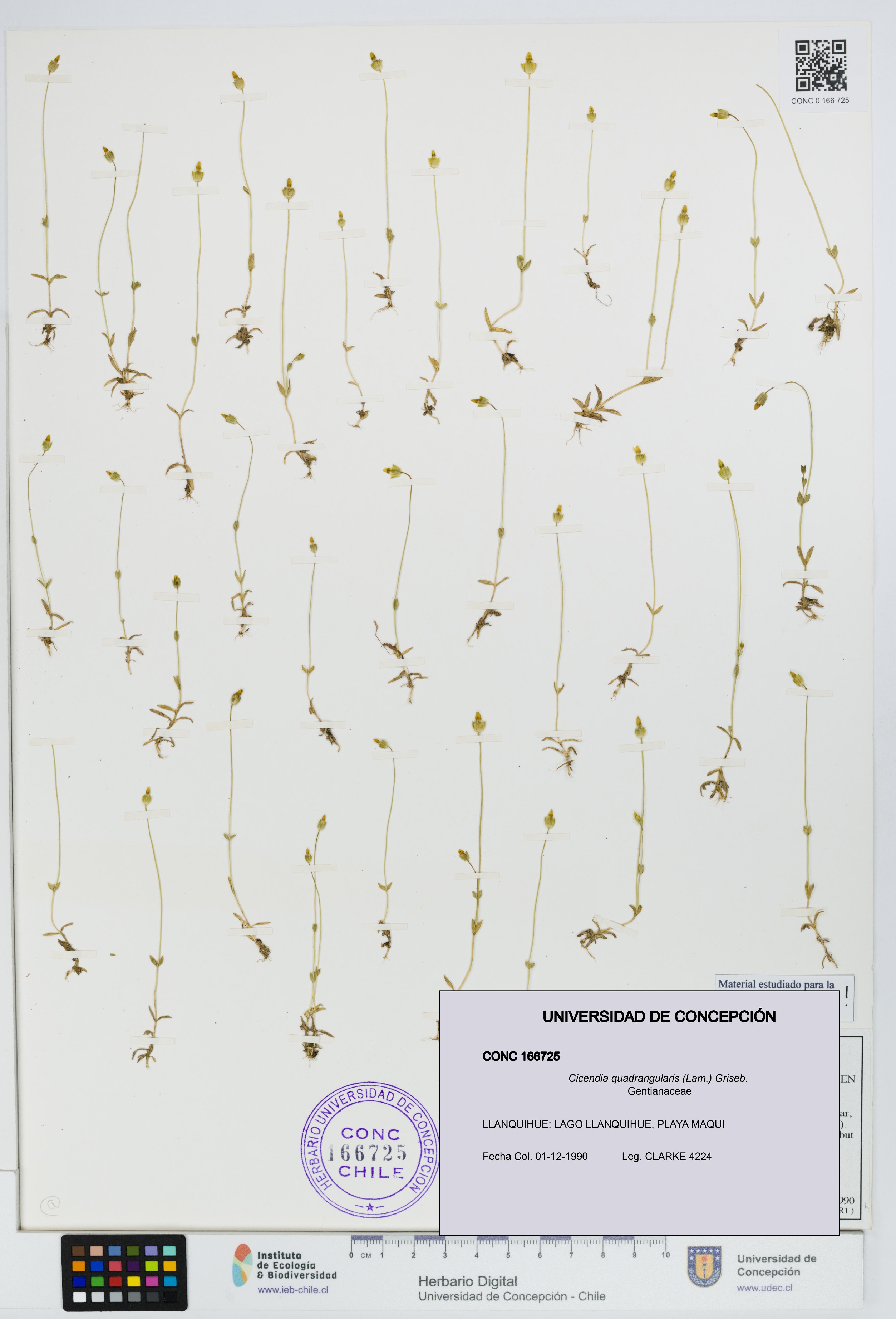 Cicendia quadrangularis [Espécimen: UDEC:CONC:0166725]