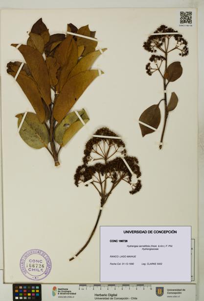 Hydrangea serratifolia [Espécimen: UDEC:CONC:0166726]