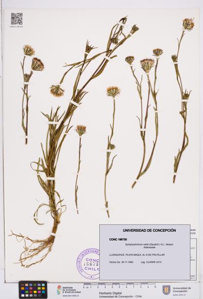 Symphyotrichum vahlii [Espécimen: ]