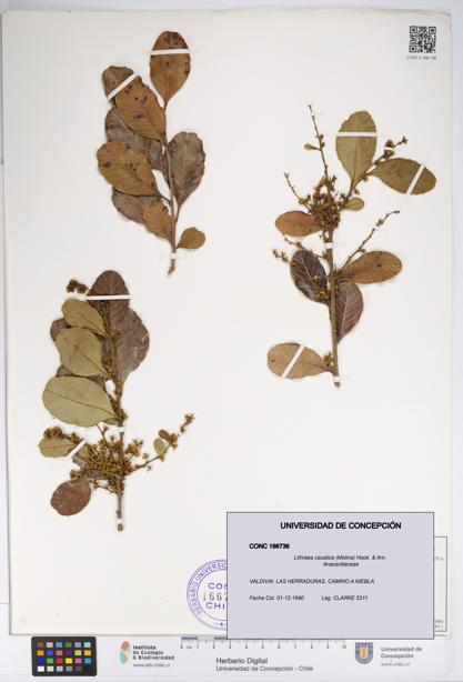 Lithraea caustica [Espécimen: UDEC:CONC:0166736]