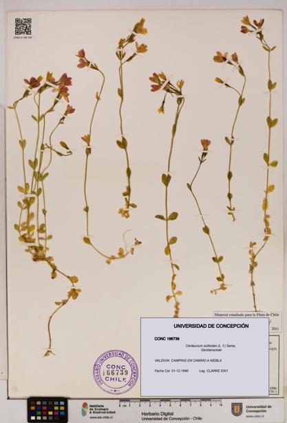 Centaurium scilloides [Espécimen: UDEC:CONC:0166739]