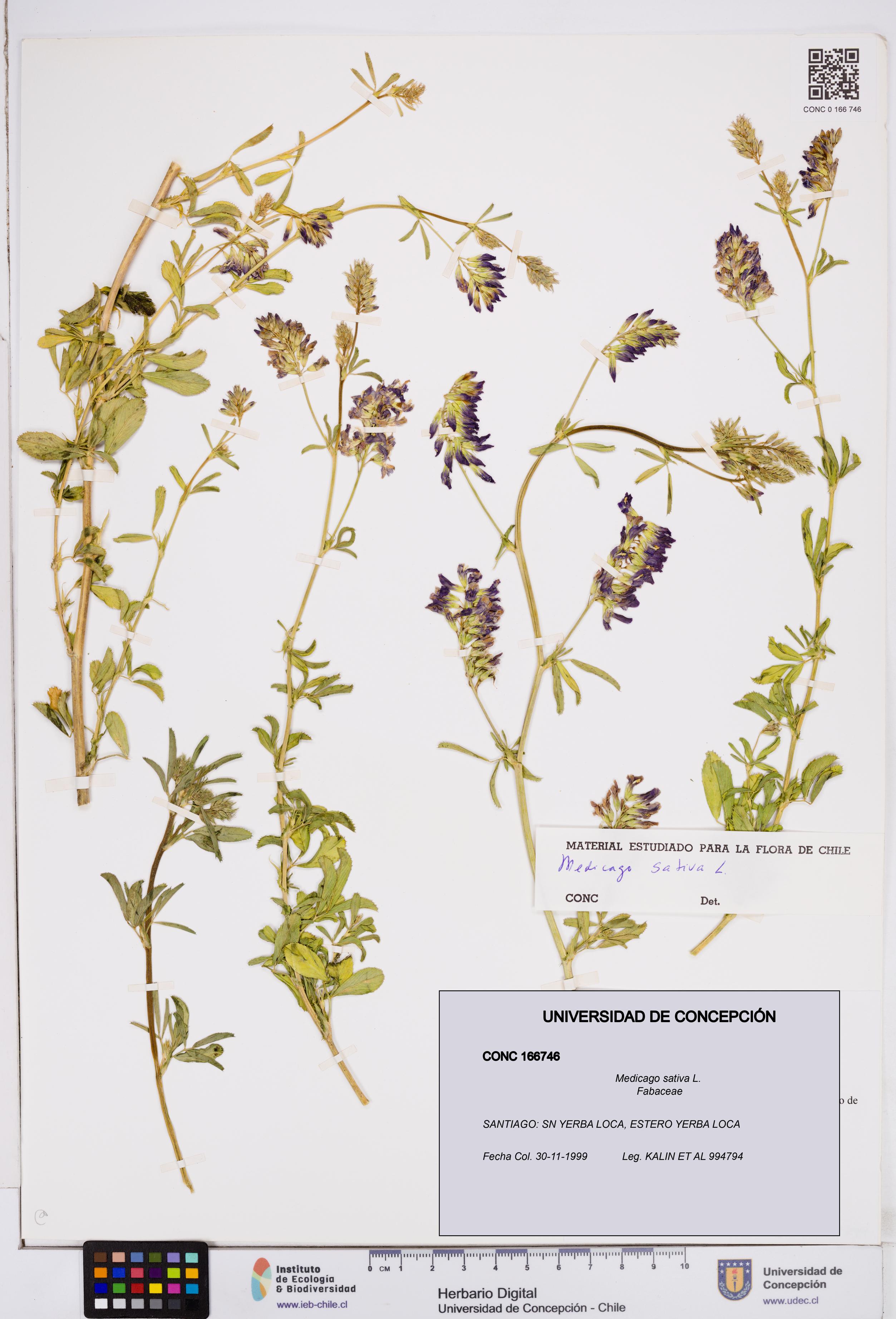 Medicago sativa [Espécimen: ]