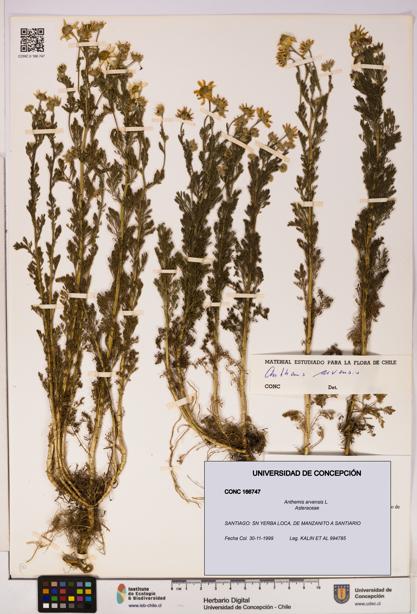 Anthemis arvensis [Espécimen: UDEC:CONC:0166747]