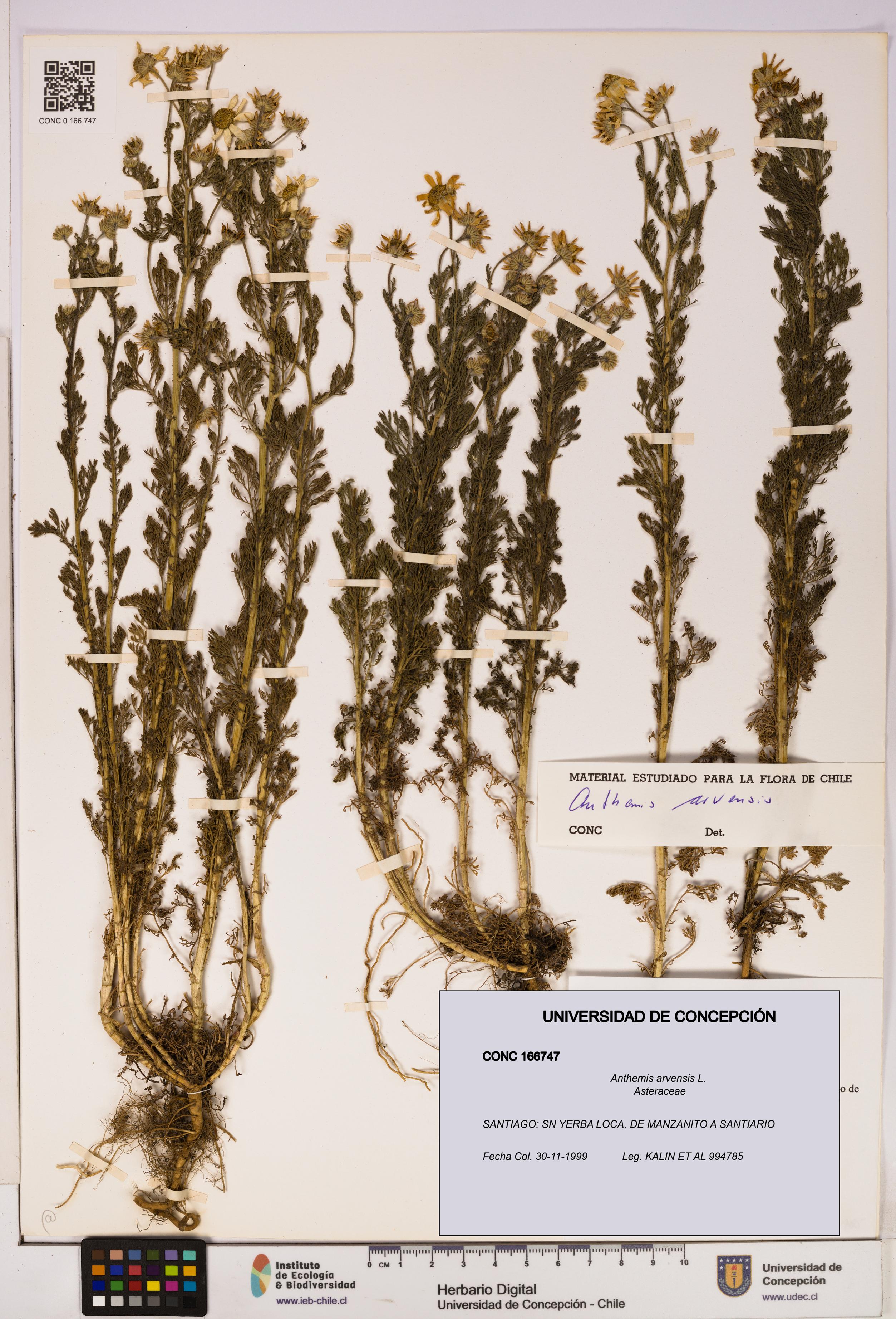 Anthemis arvensis [Espécimen: UDEC:CONC:0166747]