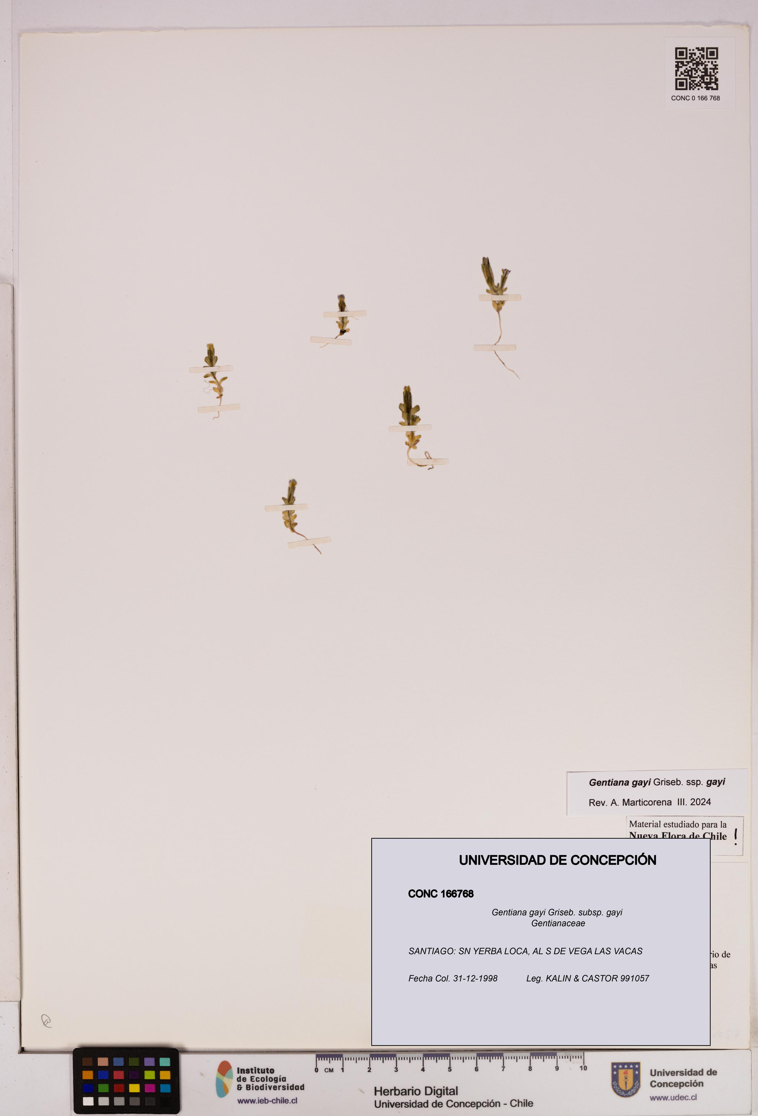 Gentiana gayi subsp. gayi [Espécimen: UDEC:CONC:0166768]