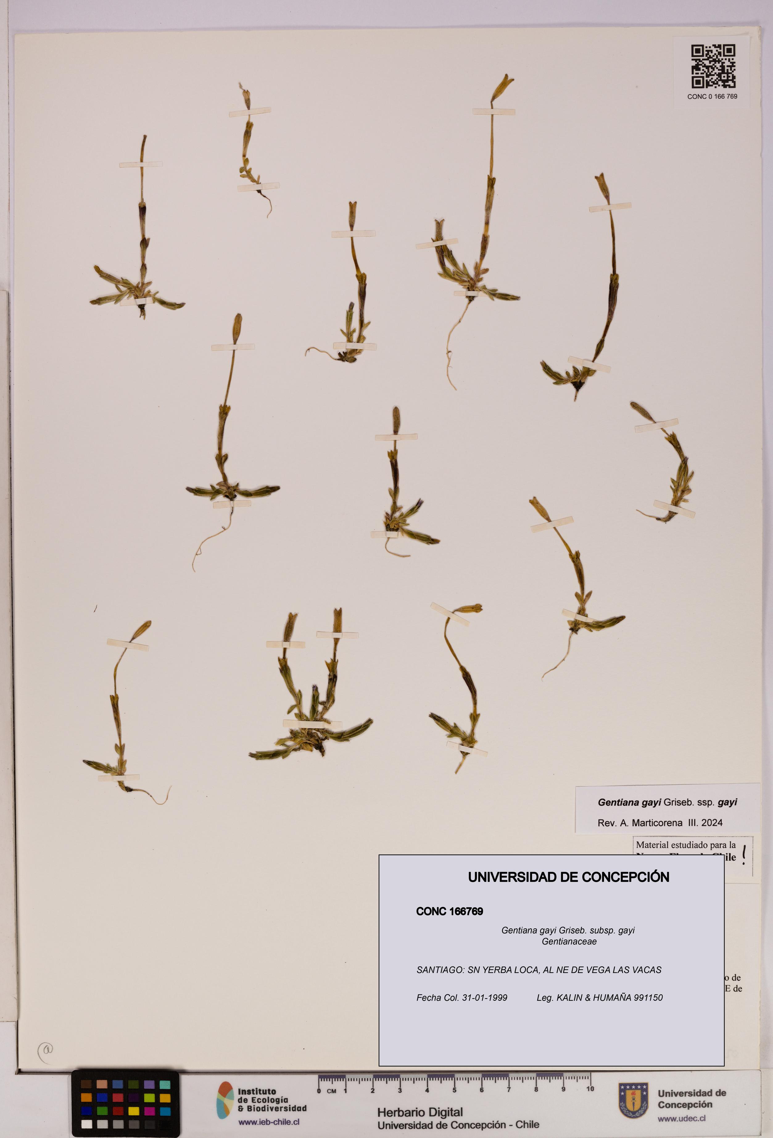 Gentiana gayi [Espécimen: UDEC:CONC:0166769]
