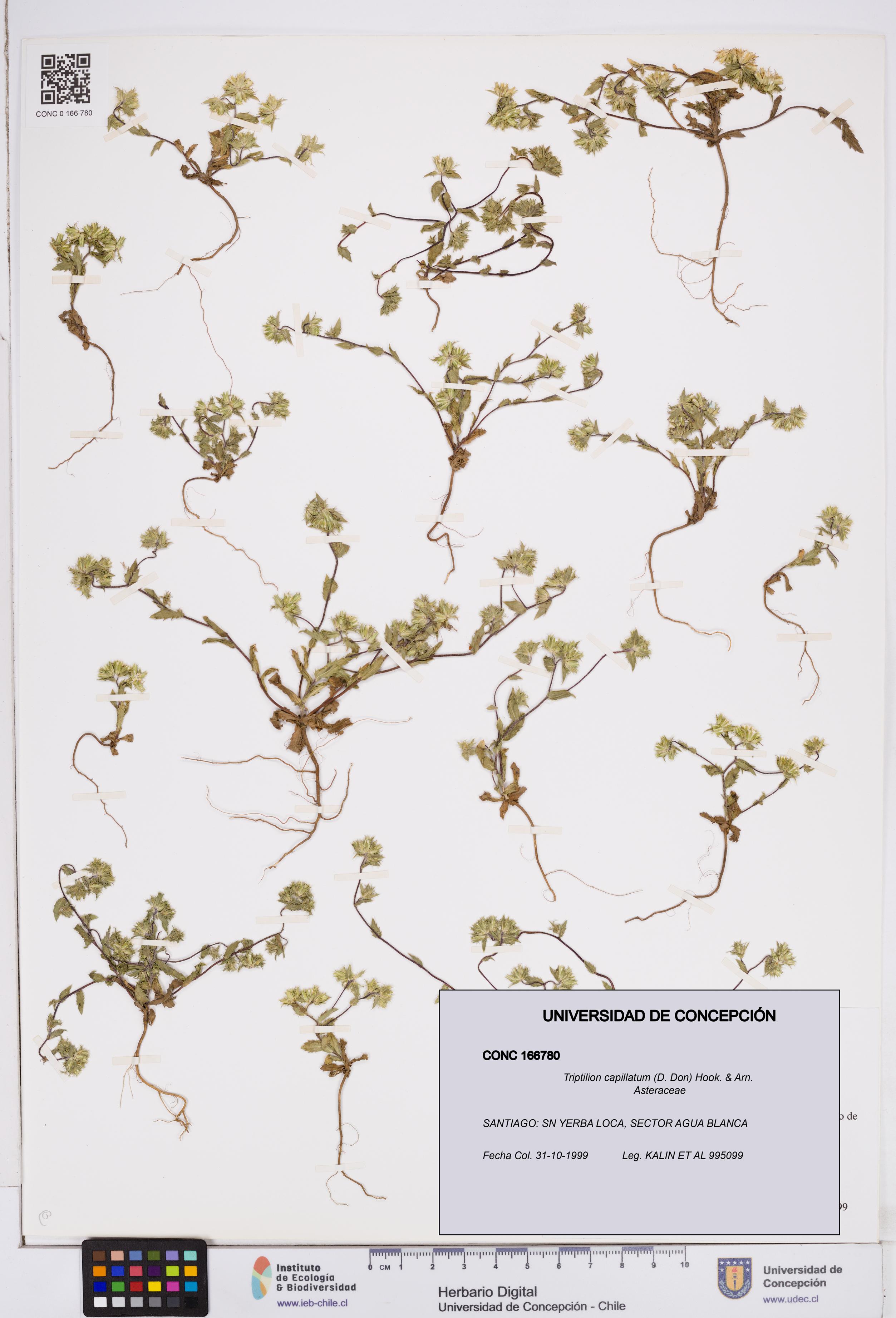 Triptilion capillatum [Espécimen: ]