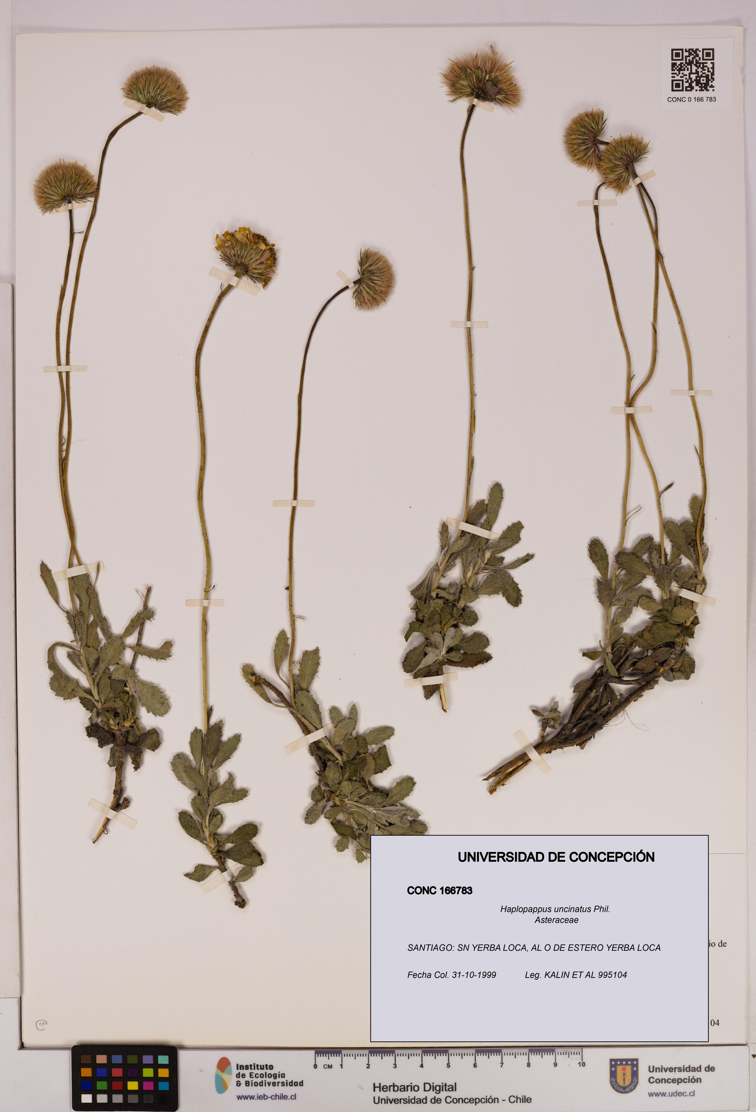Haplopappus uncinatus [Espécimen: UDEC:CONC:0166783]