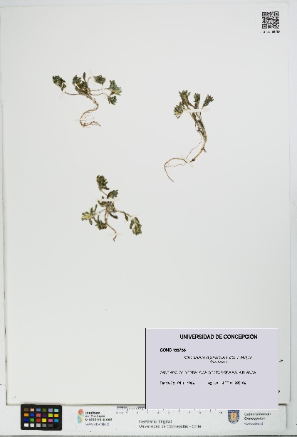 Chaetanthera euphrasioides [Espécimen: UDEC:CONC:0166786]