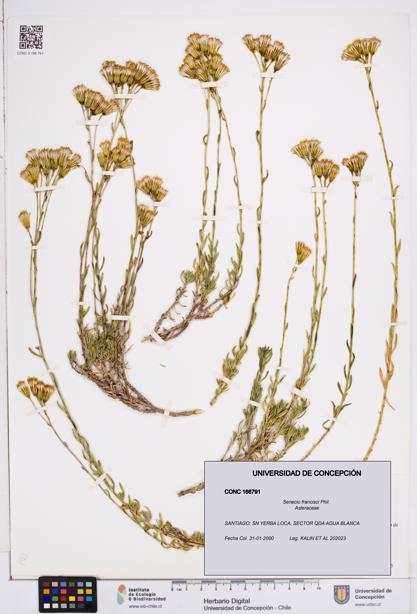 Senecio francisci [Espécimen: ]