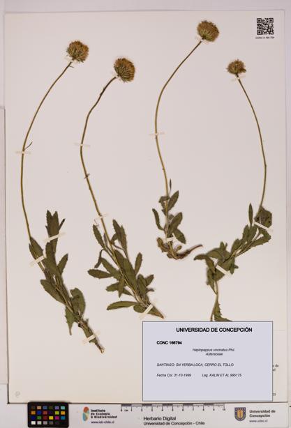 Haplopappus uncinatus [Espécimen: UDEC:CONC:0166794]
