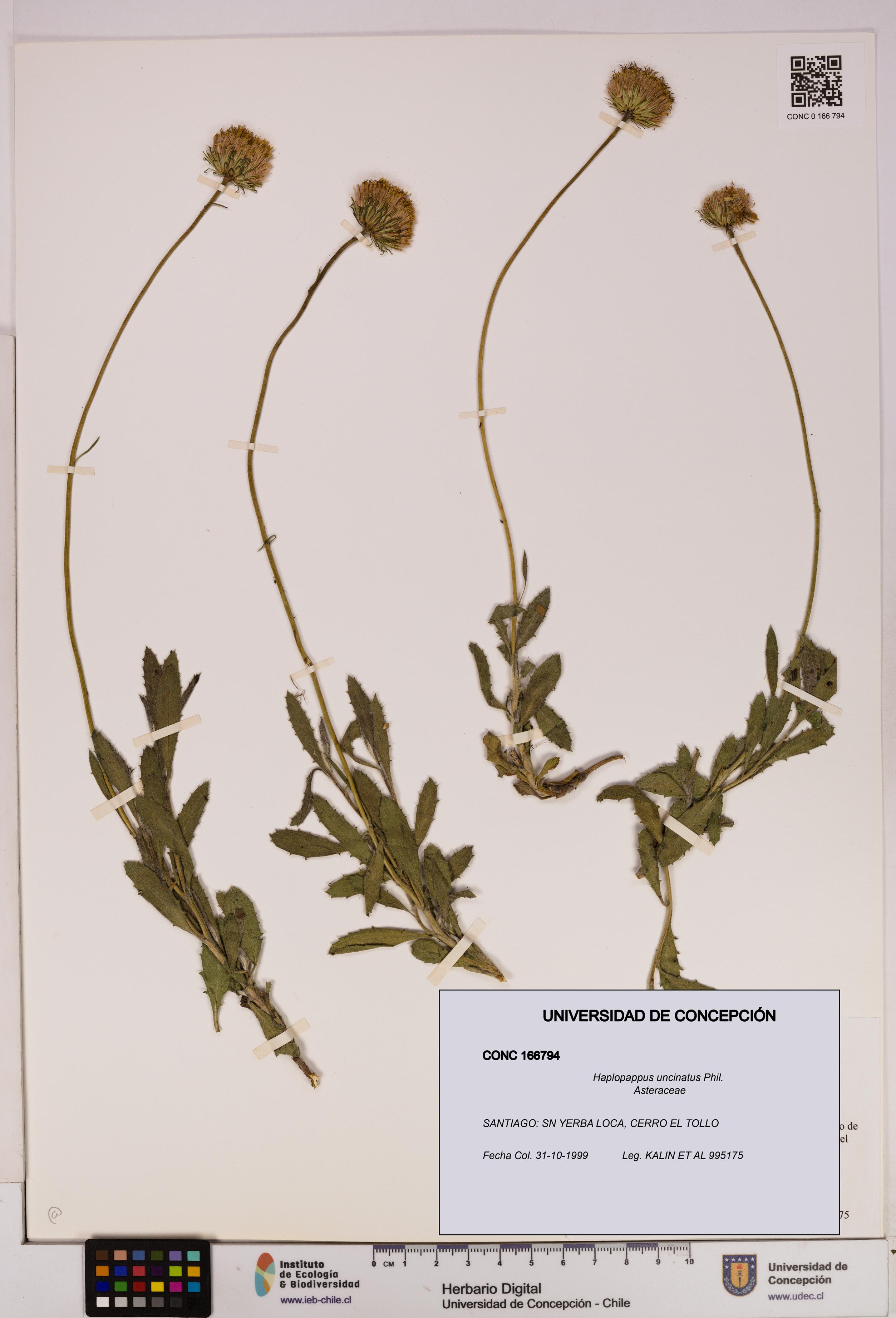 Haplopappus uncinatus [Espécimen: UDEC:CONC:0166794]