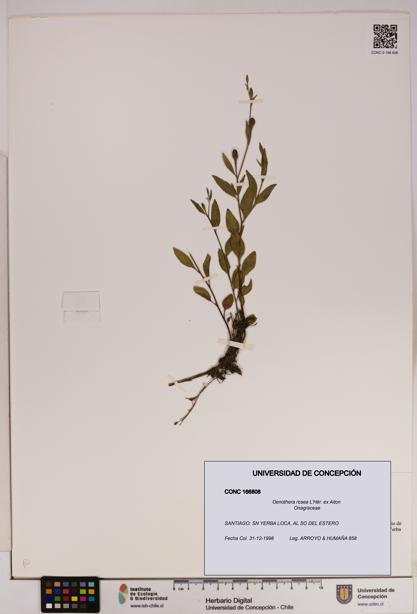 Oenothera rosea [Espécimen: UDEC:CONC:0166808]
