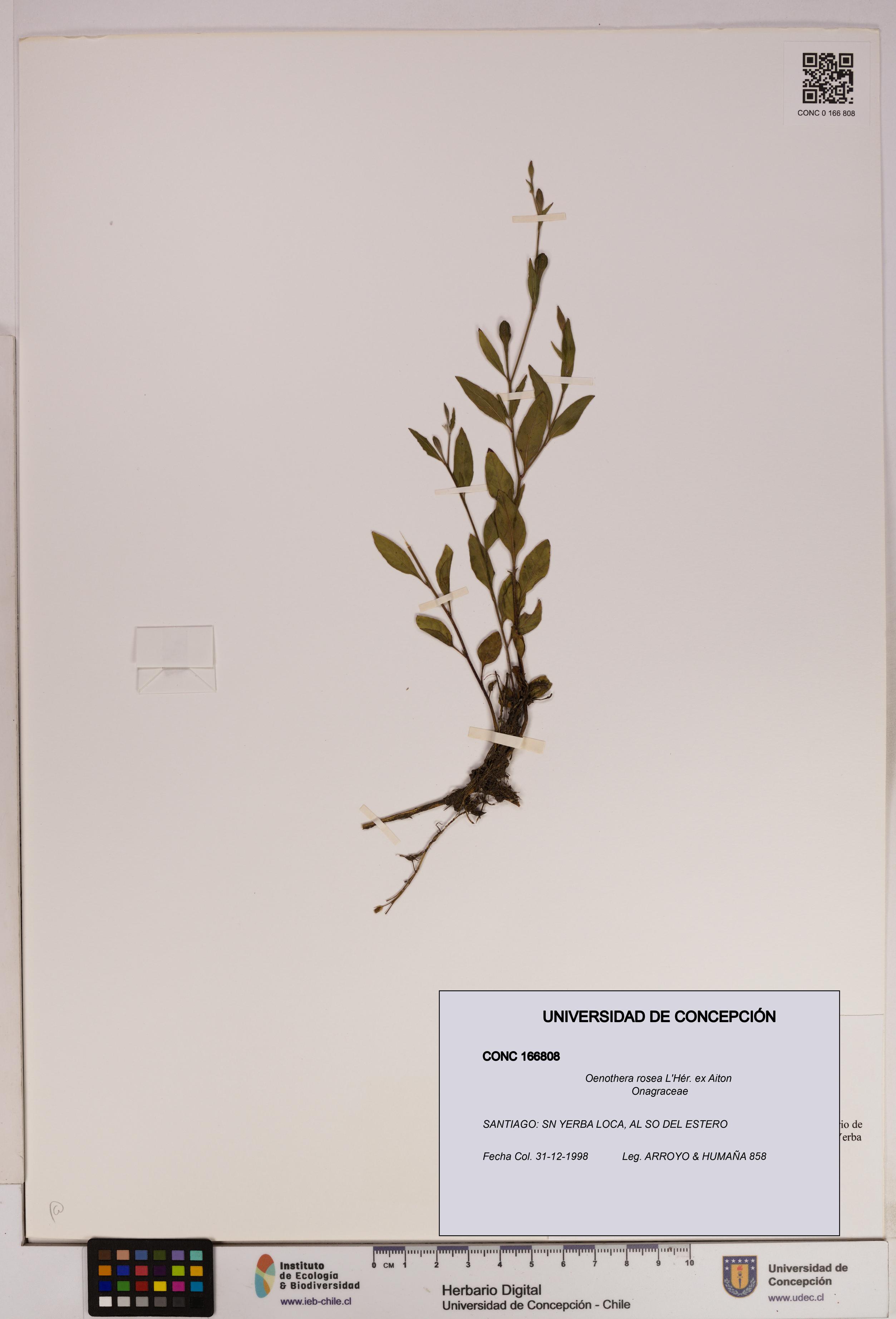 Oenothera rosea [Espécimen: UDEC:CONC:0166808]