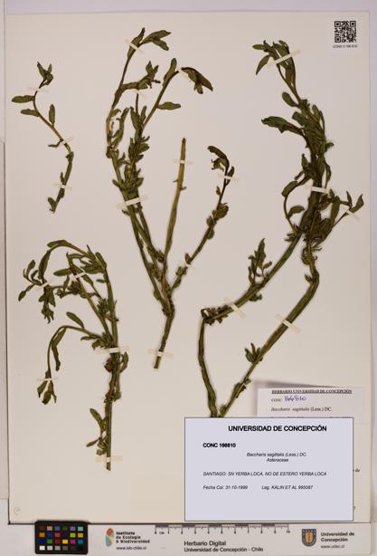 Baccharis sagittalis [Espécimen: UDEC:CONC:0166810]