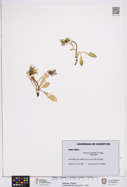 Taraxacum officinale [Espécimen: ]