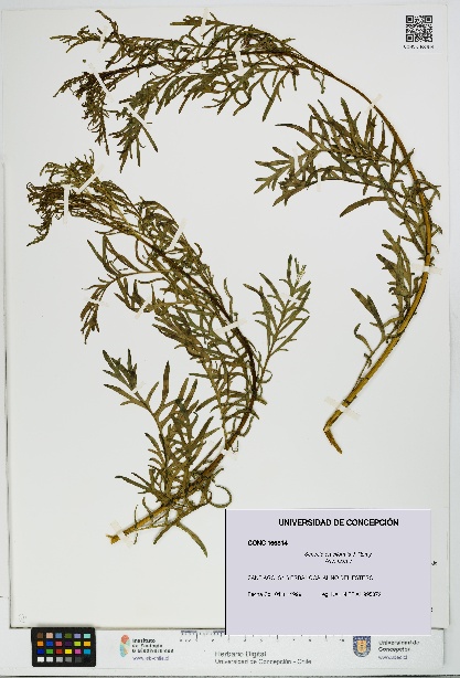 Senecio eruciformis [Espécimen: UDEC:CONC:0166814]