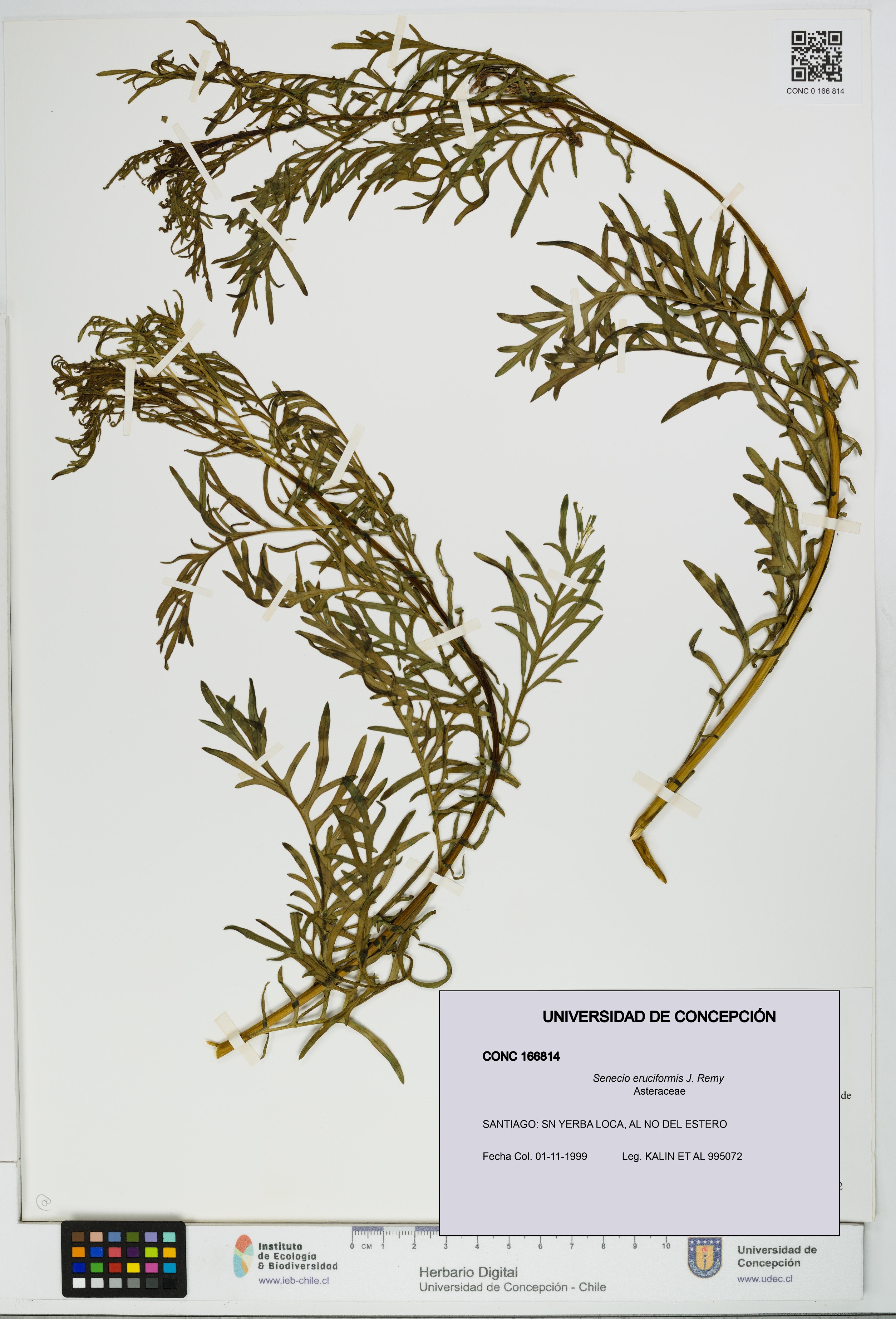 Senecio eruciformis [Espécimen: UDEC:CONC:0166814]