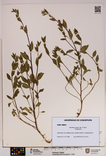 Oenothera rosea [Espécimen: UDEC:CONC:0166819]