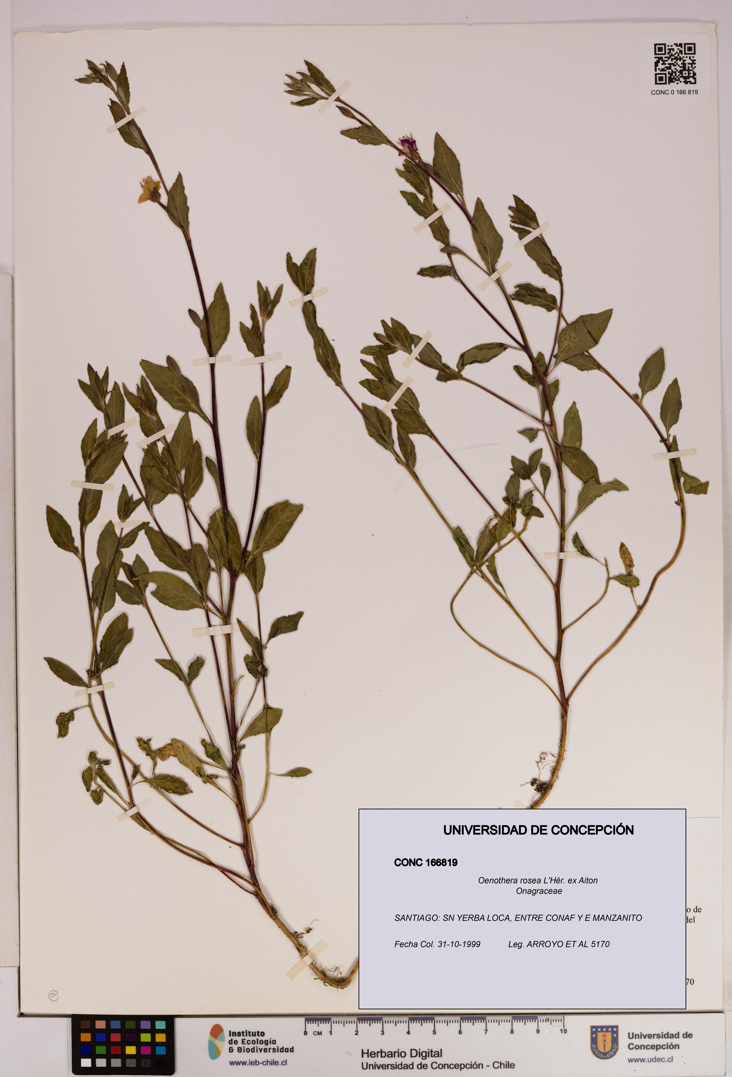Oenothera rosea [Espécimen: UDEC:CONC:0166819]