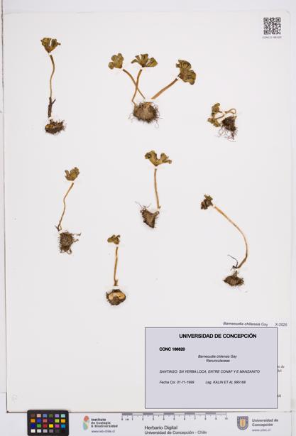 Barneoudia chilensis [Espécimen: ]