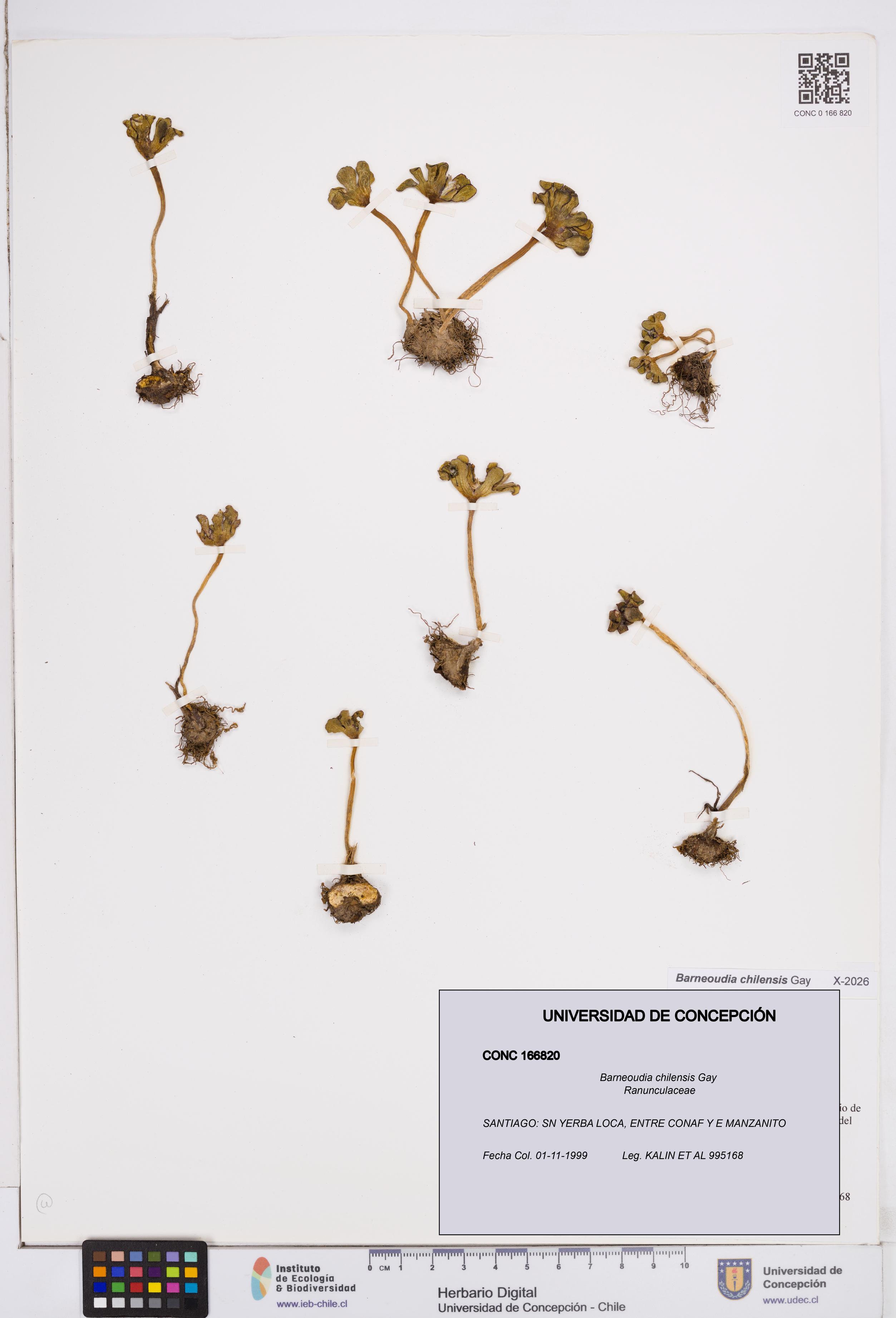 Barneoudia chilensis [Espécimen: ]