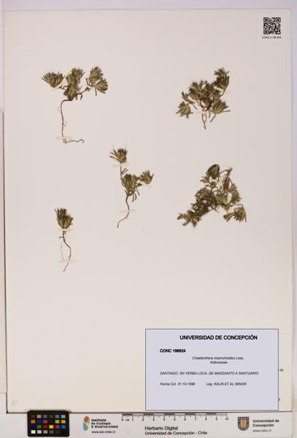 Chaetanthera moenchioides [Espécimen: UDEC:CONC:0166824]