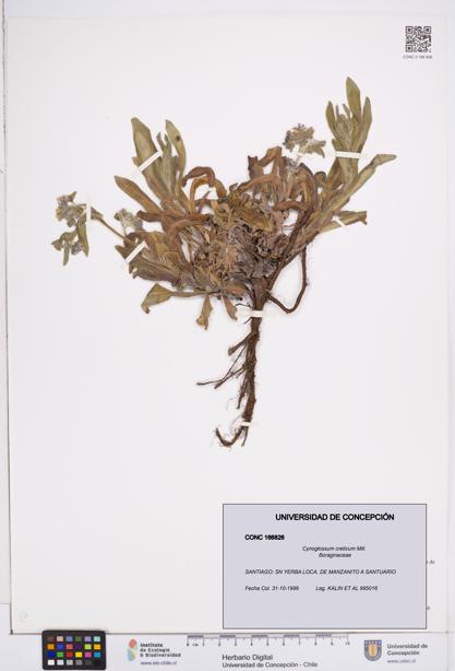 Cynoglossum creticum [Espécimen: ]