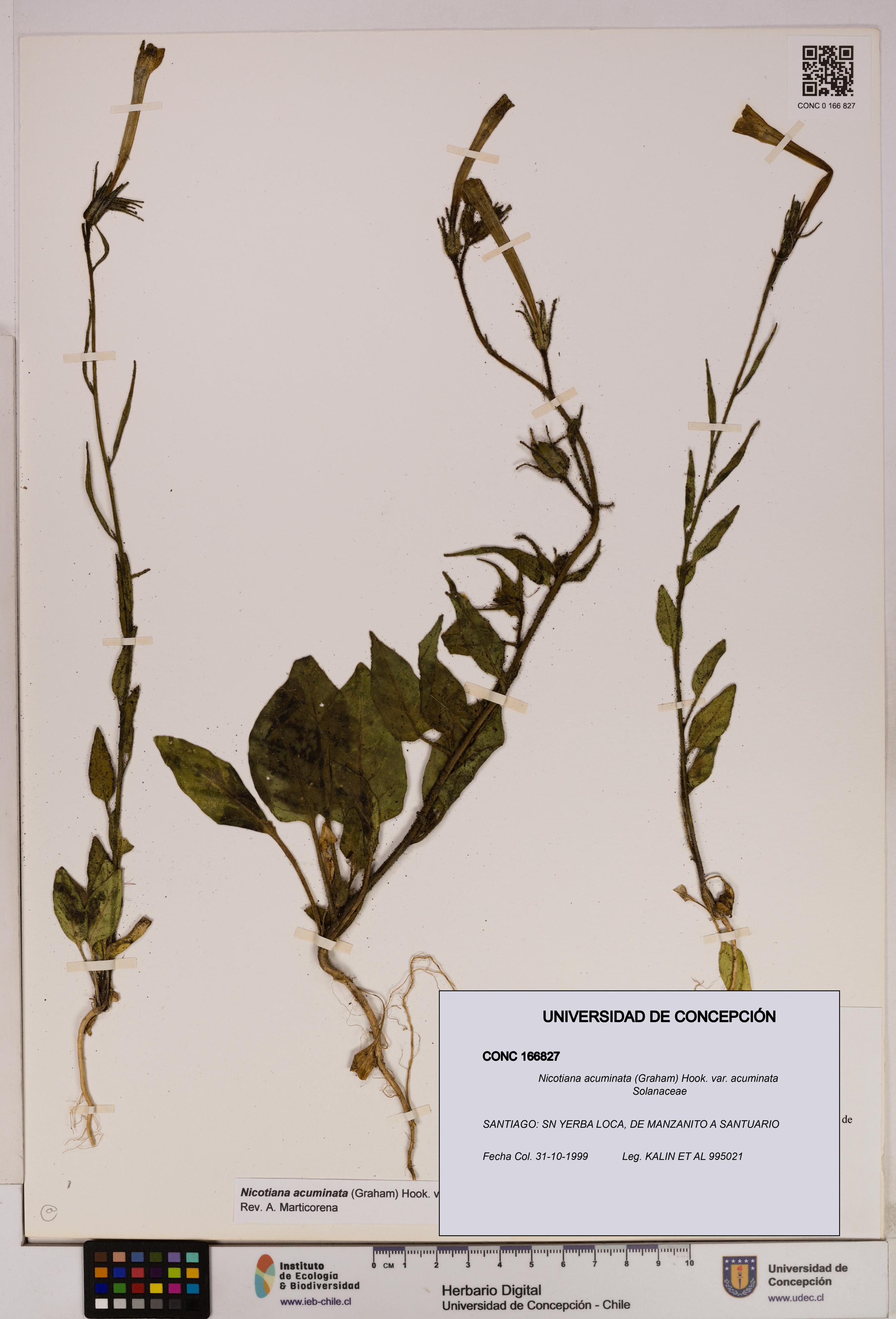 Nicotiana acuminata var. acuminata [Espécimen: UDEC:CONC:0166827]