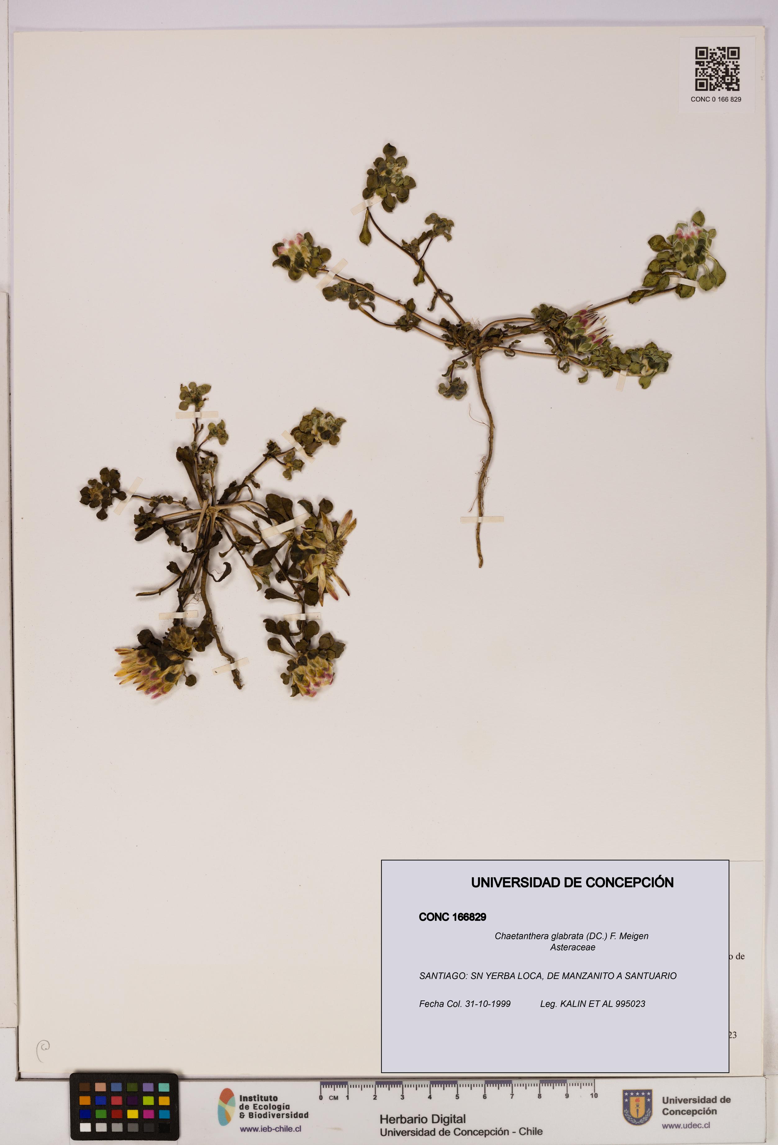 Chaetanthera glabrata [Espécimen: UDEC:CONC:0166829]